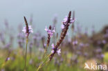 Lavender (Lavandula buchii)