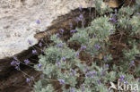 Canary Island Lavender (Lavandula canariensis)