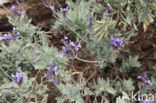 Canary Island Lavender (Lavandula canariensis)