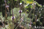 Lavendel (Lavandula canariensis)