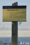 Mantingerveld