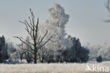 Mantingerveld