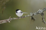 Matkop (Parus montanus) 