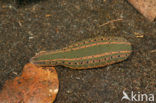 Medicinal leech (Hirudo medicinalis)