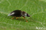 Meligethes denticulatus