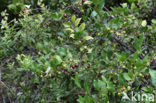 Mocan (Visnea mocanera)
