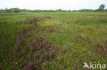 Moeraskartelblad (Pedicularis palustris) 