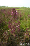 Moeraskartelblad (Pedicularis palustris) 