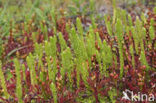 Marsh Clubmoss (Lycopodiella inundata)