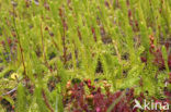 Marsh Clubmoss (Lycopodiella inundata)