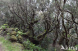 Monteverde
