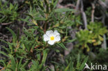 Montpelier cistus (Cistus monspeliensis)