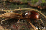 Nargus anisotomoides