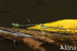 Neoneura bilinearis