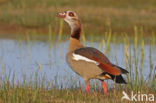 Egyptian Goose (Alopochen aegyptiaca)