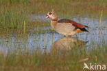 Egyptian Goose (Alopochen aegyptiaca)