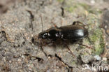 Oeverzwartschild (Pterostichus anthracinus)