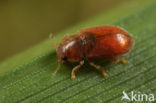 Coccidula rufa