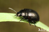 Oosters goudhaantje (Chrysolina oricalcia)