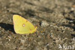 Clouded Yellow (Colias croceus)