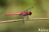 Orthemis discolor