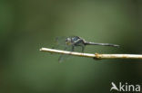 Orthemis sp.n.