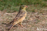 Ortolan Bunting (Emberiza hortulana)