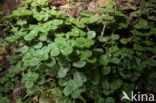 Paarbladig goudveil (Chrysosplenium oppositifolium)