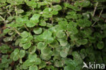 Opposite-leaved Golden Saxifrage (Chrysosplenium oppositifolium)