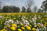 Paardenbloem (Taraxacum spec.)