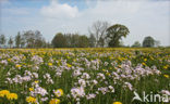 Dandelion (Taraxacum spec.)