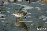 Paarse Strandloper (Calidris maritima)