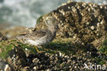 Paarse Strandloper (Calidris maritima)