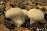 Parelstuifzwam (Lycoperdon perlatum)