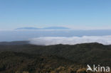 Parque Nacional de Garajonay