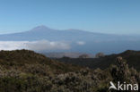 Parque Nacional de Garajonay