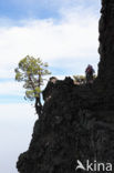 Caldera de Taburiente National Park