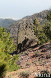 Caldera de Taburiente National Park