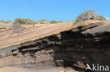 Pico del Teide National Park