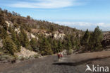 Parque Nacional de Pico del Teide