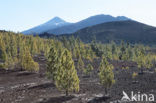 Pico del Teide National Park