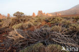 Pico del Teide National Park