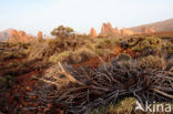 Parque Nacional de Pico del Teide