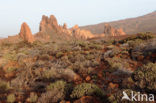 Parque Nacional de Pico del Teide