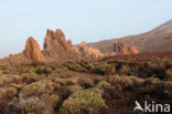 Parque Nacional de Pico del Teide