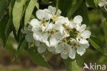 Wild Pear (Pyrus communis)