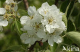 Wild Pear (Pyrus communis)