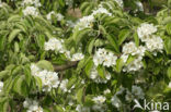 Wild Pear (Pyrus communis)