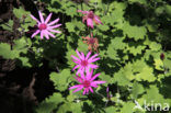 Pericallis echinata