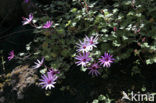 Pericallis echinata